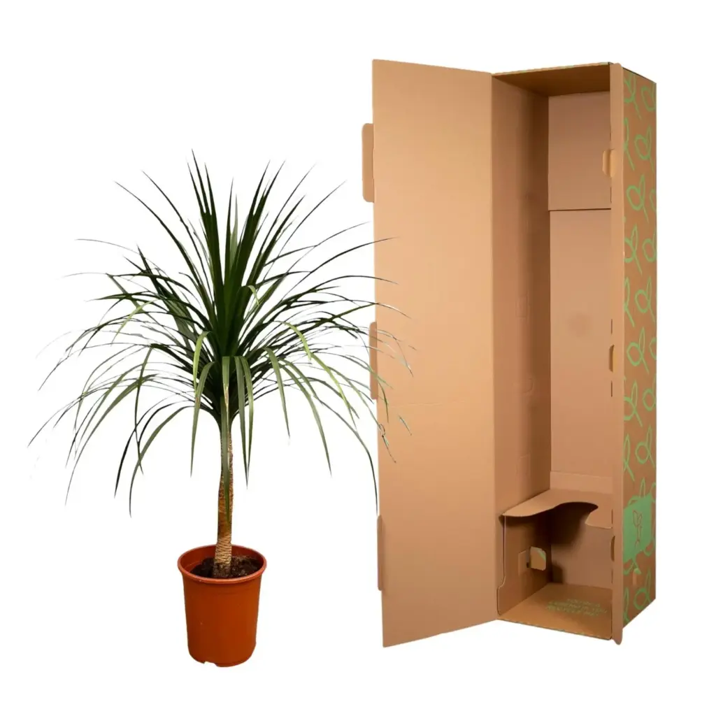 Dracaena Draco kamerplant – bijzondere drakenboom