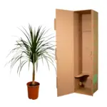 Dracaena Draco kamerplant – bijzondere drakenboom