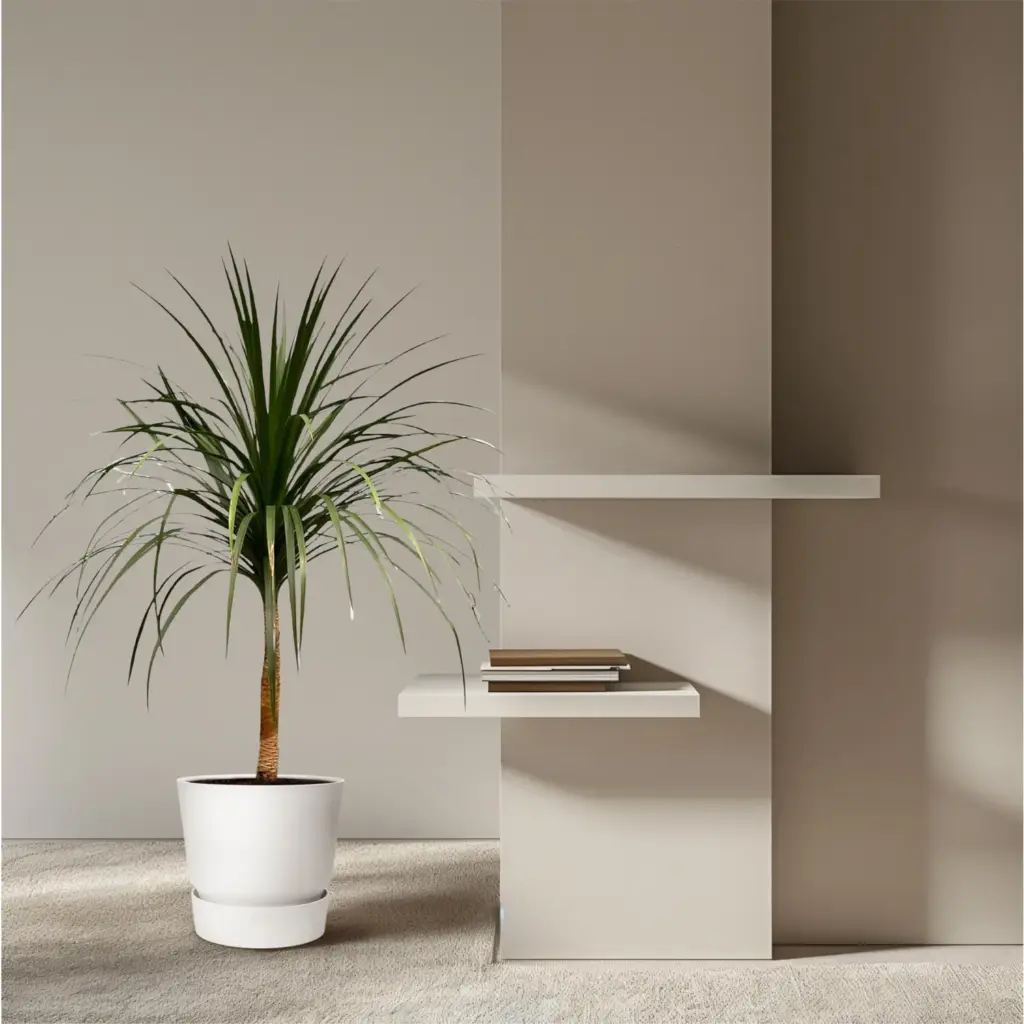 Dracaena Draco kamerplant – bijzondere drakenboom