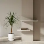 Dracaena Draco kamerplant – bijzondere drakenboom