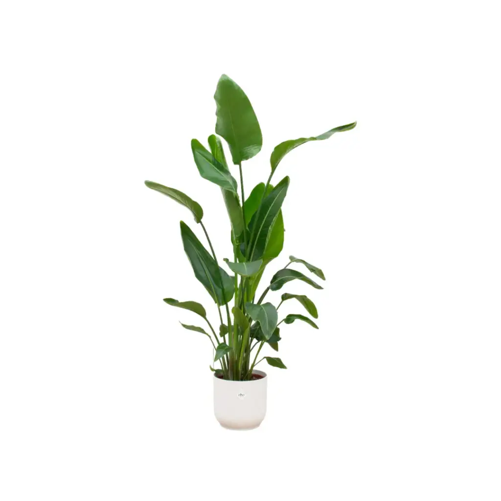Strelitzia Nicolai kamerplant met elho Vibes Fold Round wit