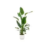 Strelitzia Nicolai kamerplant met elho Vibes Fold Round wit