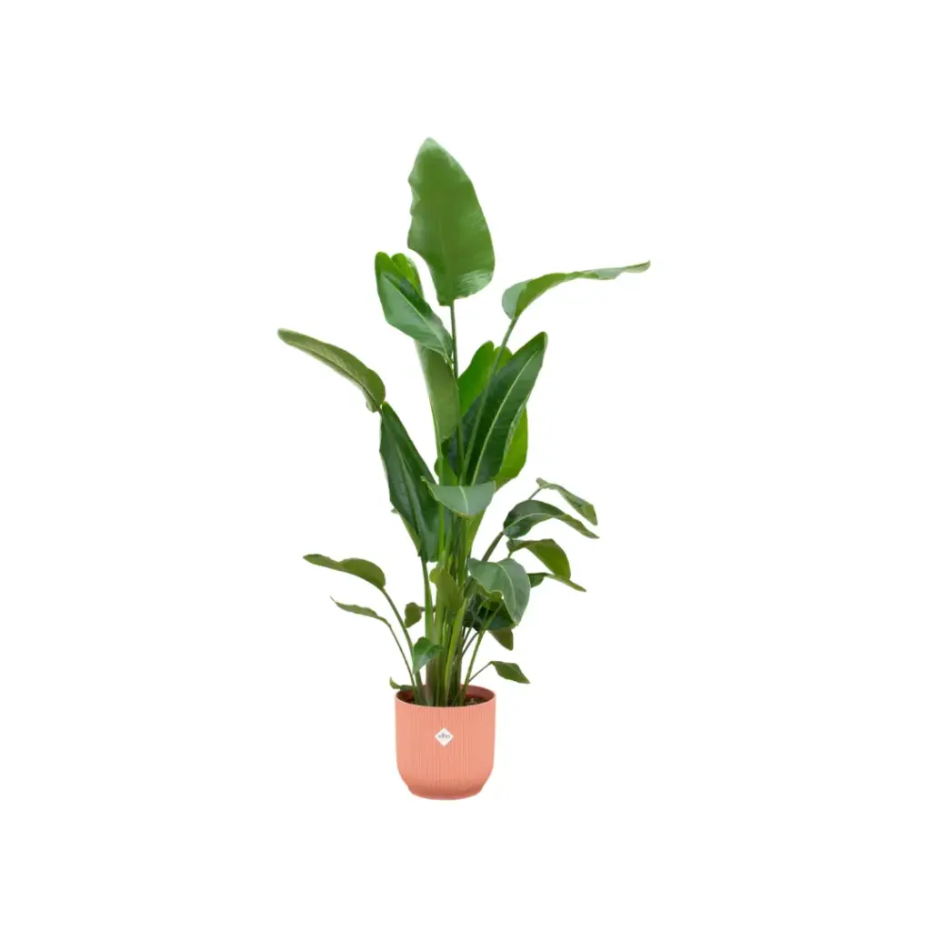 Strelitzia Nicolai kamerplant met elho Vibes Fold Round roze