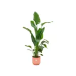 Strelitzia Nicolai kamerplant met elho Vibes Fold Round roze