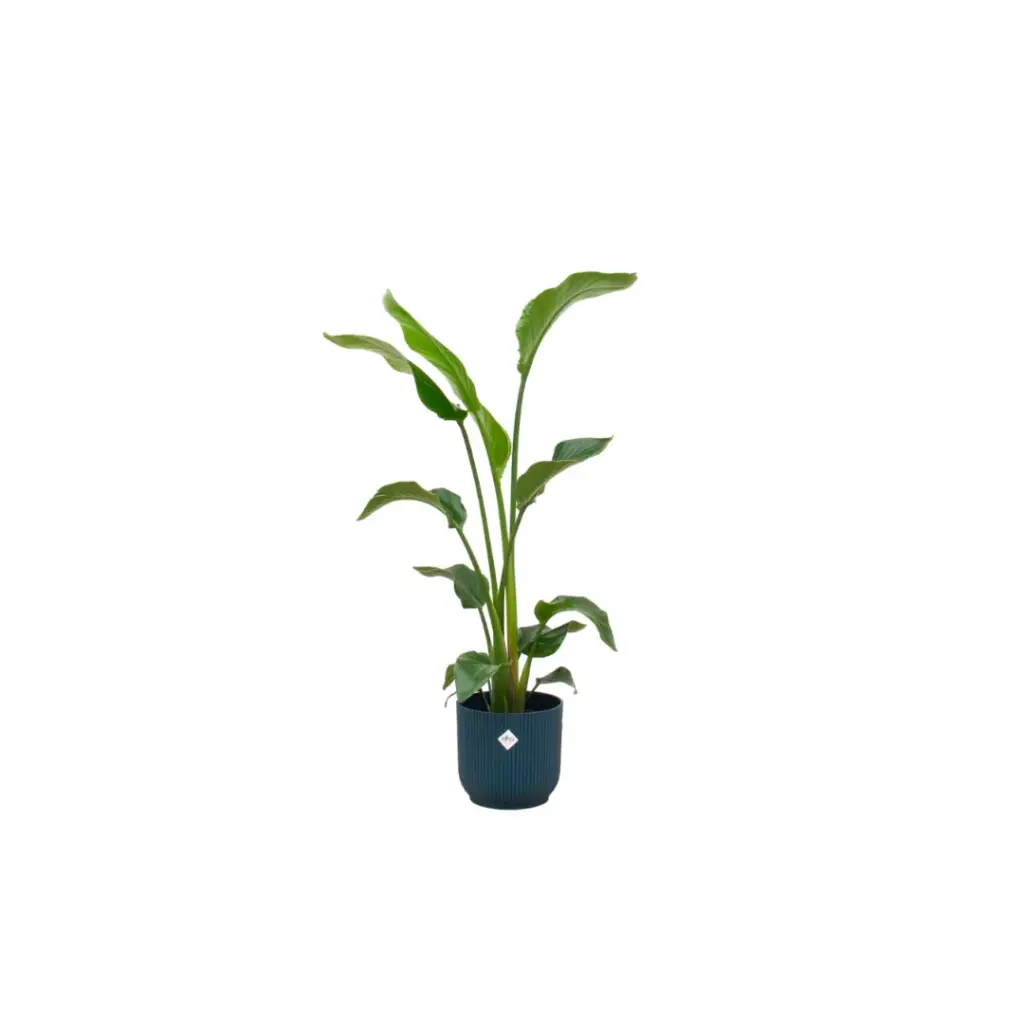 Strelitzia Nicolai met elho Vibes Fold Round blauw