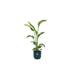Strelitzia Nicolai met elho Vibes Fold Round blauw
