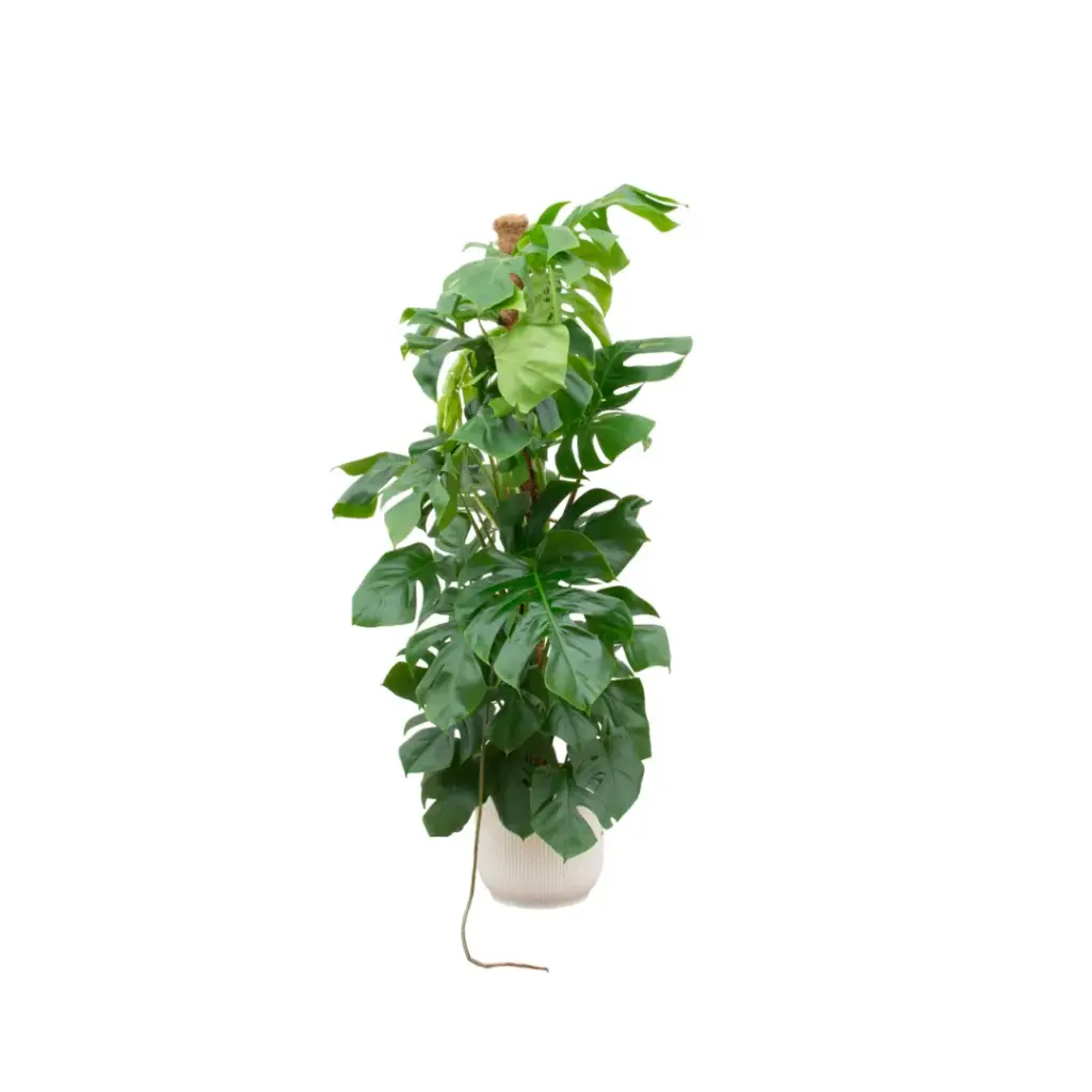 Monstera Pertusum kamerplant met elho Vibes Fold Round wit