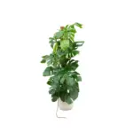 Monstera Pertusum kamerplant met elho Vibes Fold Round wit