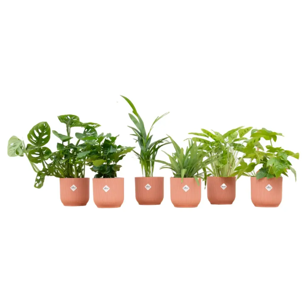 Verrassingsbox 6 kamerplanten met elho Vibes Fold Round roze