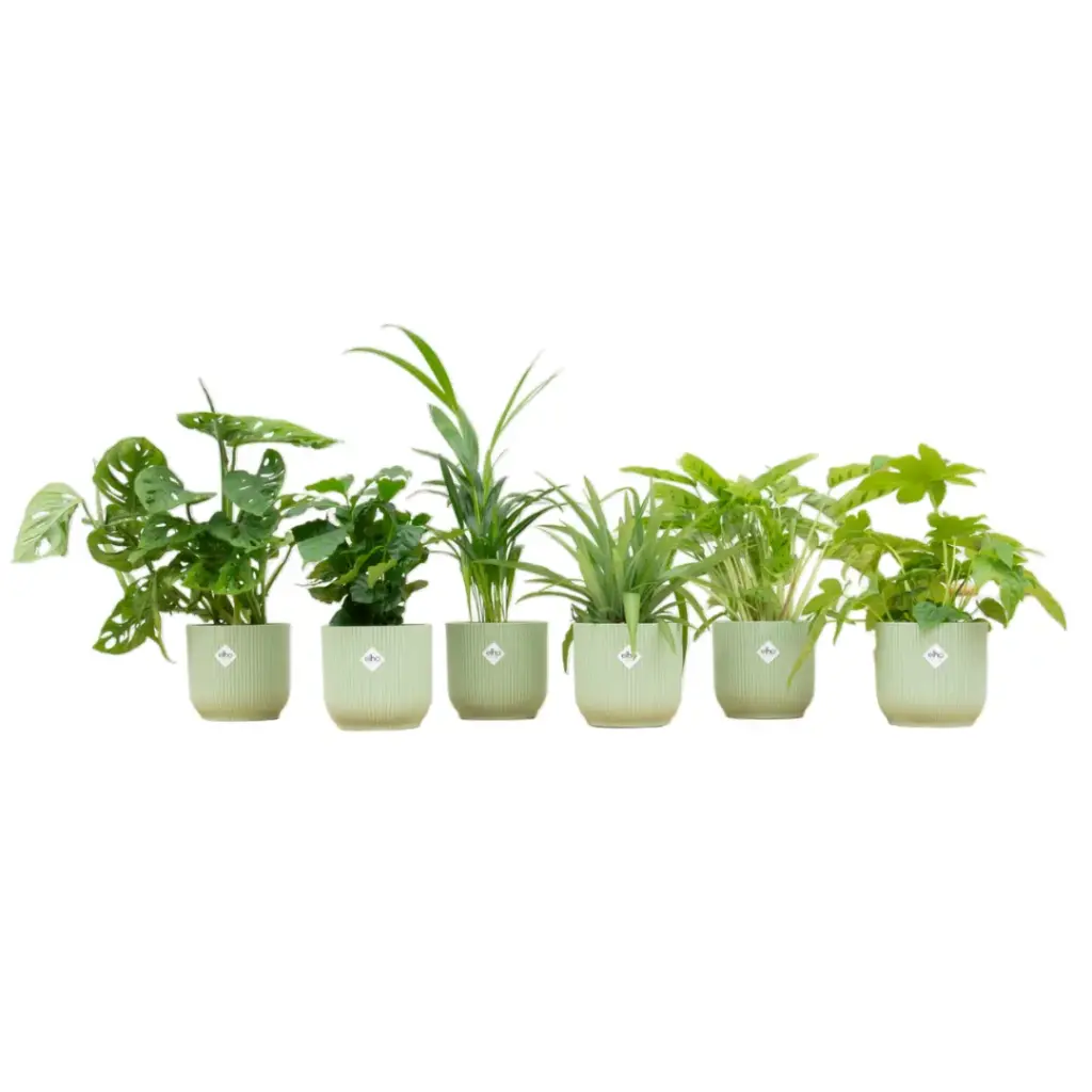Verrassingsbox 6 planten met elho Vibes Fold Round groen