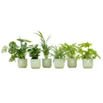 Verrassingsbox 6 planten met elho Vibes Fold Round groen