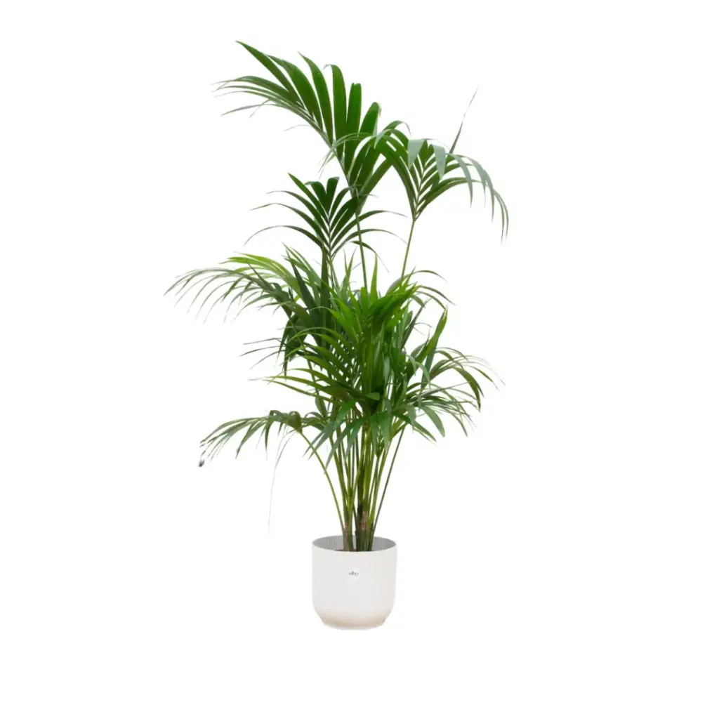 Kentia palm met elho Vibes Fold Round wit