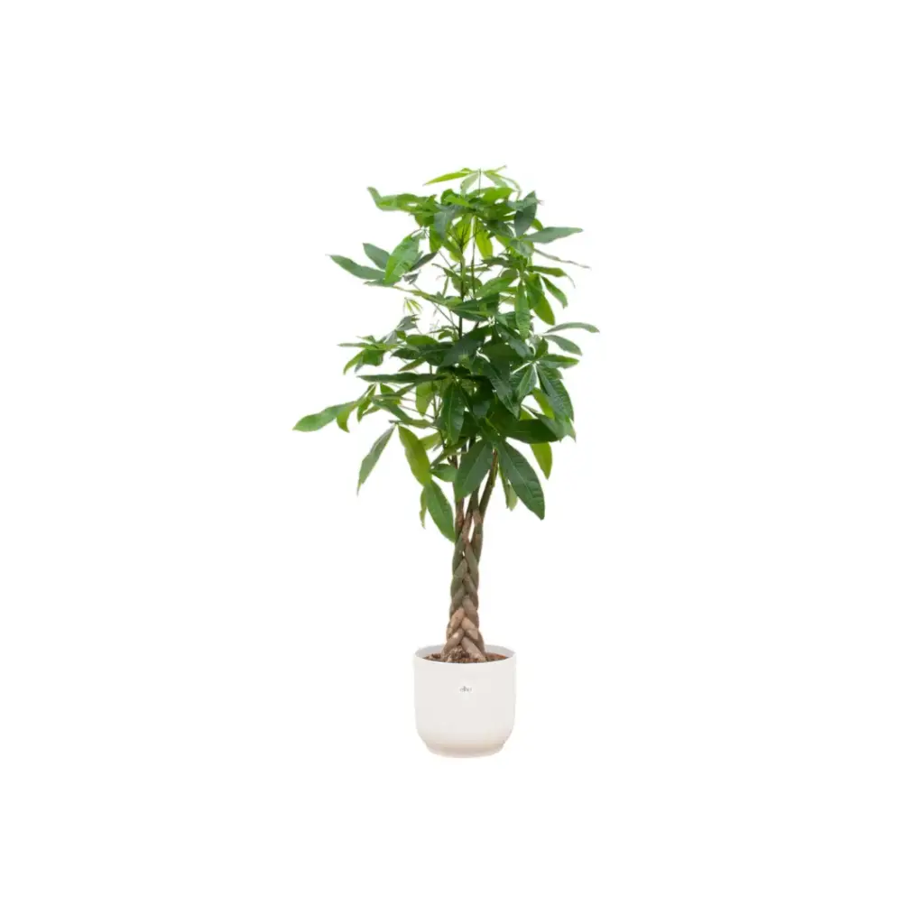 Pachira Aquatica kamerplant met elho Vibes Fold Round wit