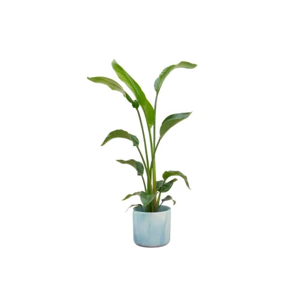 Strelitzia Nicolai met elho Ocean Round atlantisch blauw