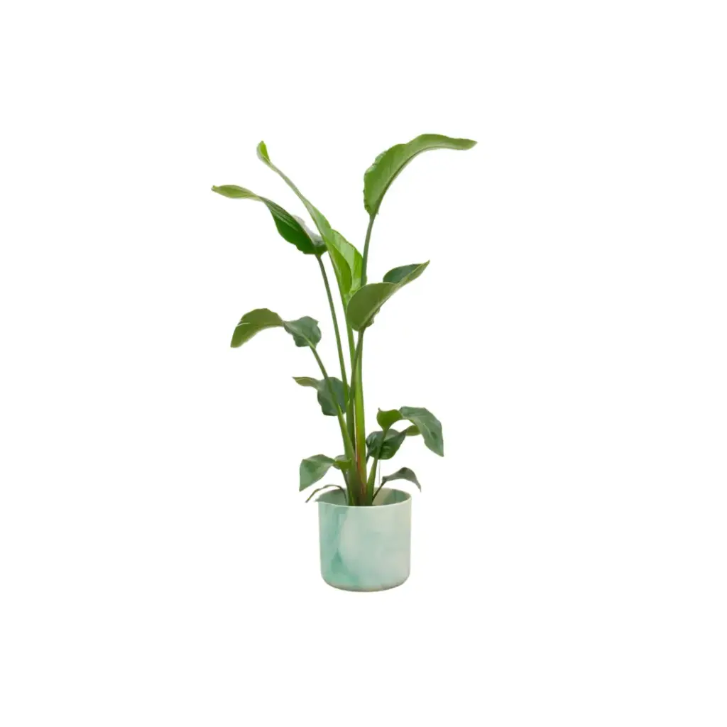 Strelitzia Nicolai met elho Ocean Round pacifisch groen