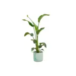 Strelitzia Nicolai met elho Ocean Round pacifisch groen
