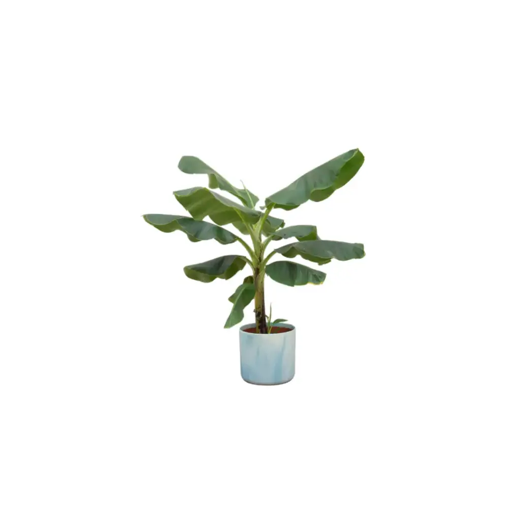 Musa bananenplant met elho Ocean Round atlantisch blauw