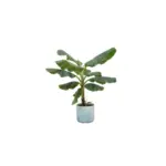 Musa bananenplant met elho Ocean Round atlantisch blauw
