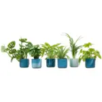 Verrassingsbox 6 planten met elho Ocean Round atlantisch blauw