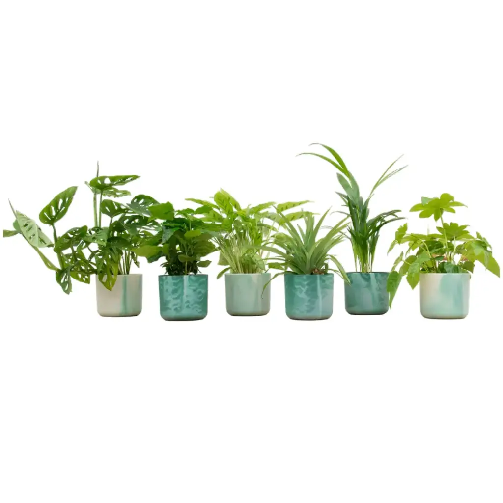 Verrassingsbox 6 planten met elho Ocean Round pacifisch groen