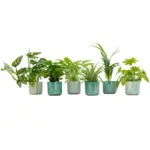 Verrassingsbox 6 planten met elho Ocean Round pacifisch groen