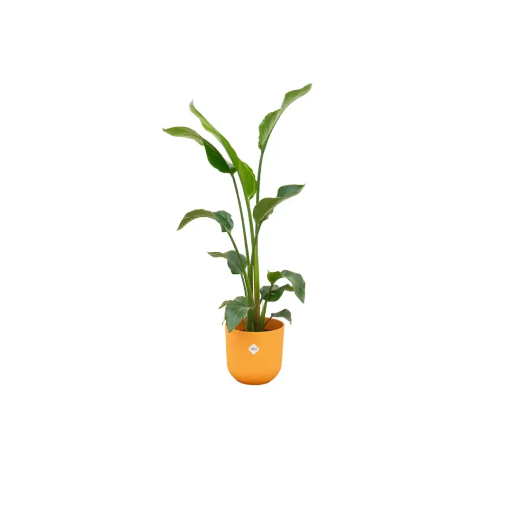 Strelitzia Nicolai kamerplant met elho Jazz Round geel