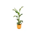 Strelitzia Nicolai kamerplant met elho Jazz Round geel