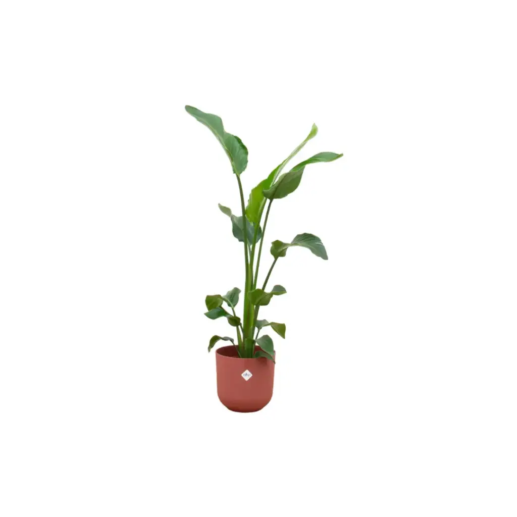 Strelitzia Nicolai kamerplant met elho Jazz Round rood