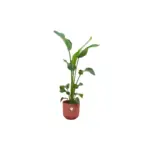 Strelitzia Nicolai kamerplant met elho Jazz Round rood