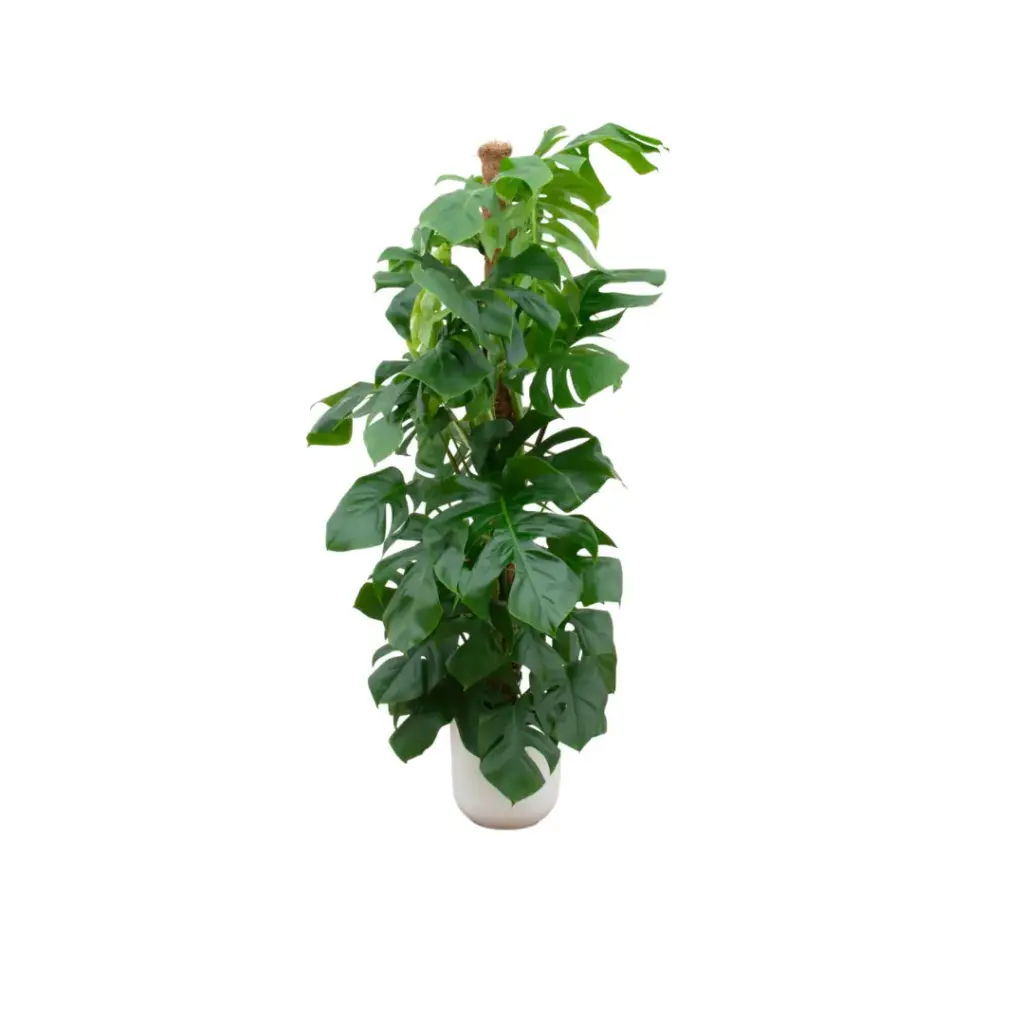 Monstera Pertusum kamerplant met elho Jazz Round wit