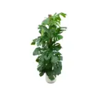 Monstera Pertusum kamerplant met elho Jazz Round wit