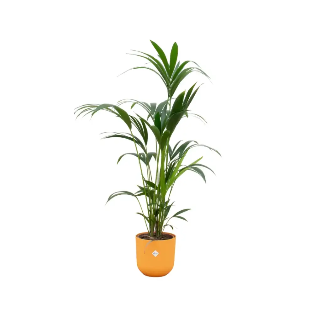 Kentia palm met elho Jazz Round gele sierpot