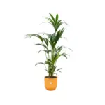 Kentia palm met elho Jazz Round gele sierpot