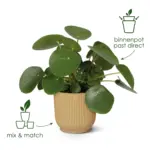Elho Vibes Fold Round sierpot groen