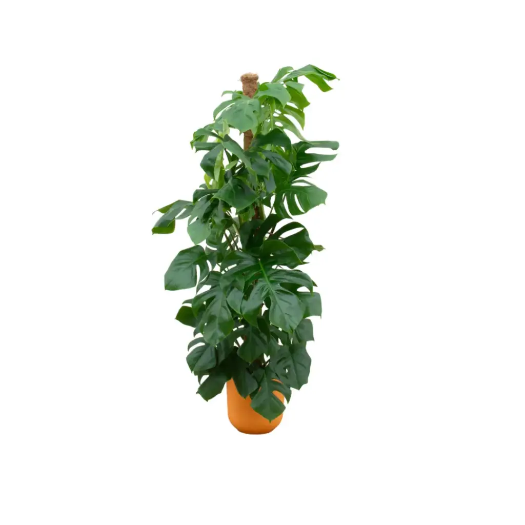Monstera Pertusum kamerplant met elho Jazz Round geel