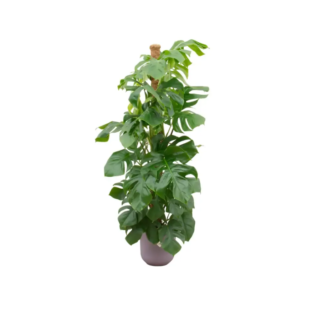 Monstera Pertusum kamerplant met elho Jazz Round lila