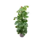 Monstera Pertusum kamerplant met elho Jazz Round lila