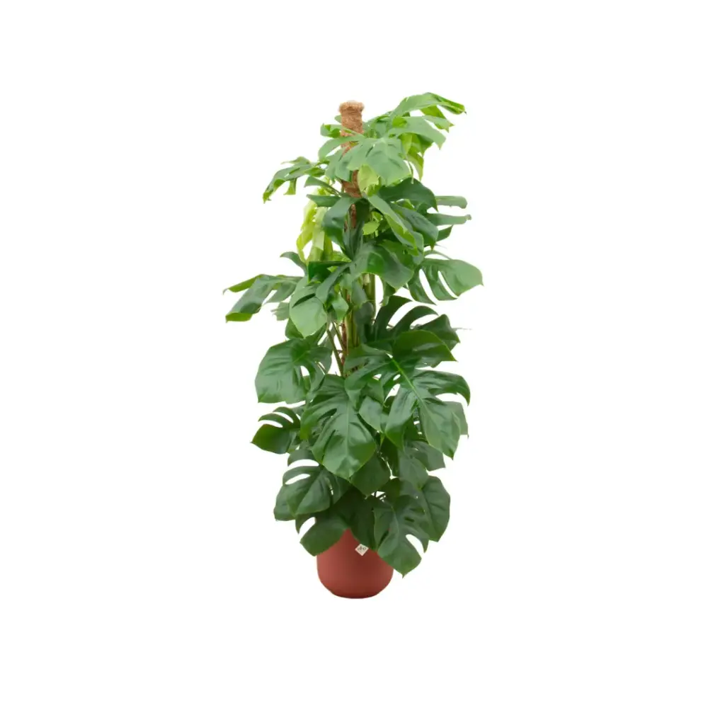 Monstera Pertusum kamerplant met elho Jazz Round rood