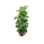 Monstera Pertusum kamerplant met elho Jazz Round rood