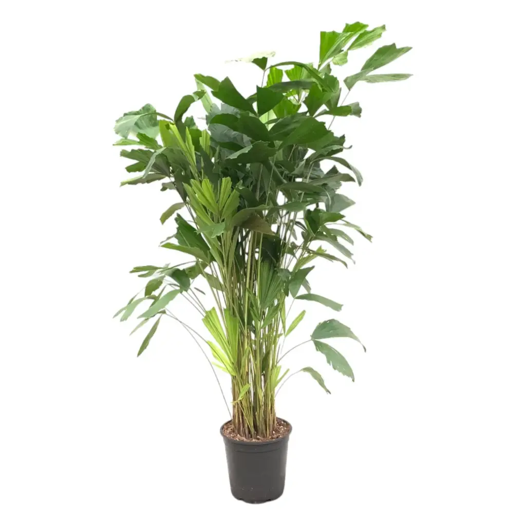 Caryota Mitis kamerpalm