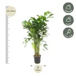 Caryota Mitis kamerpalm