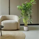 Caryota Mitis kamerpalm