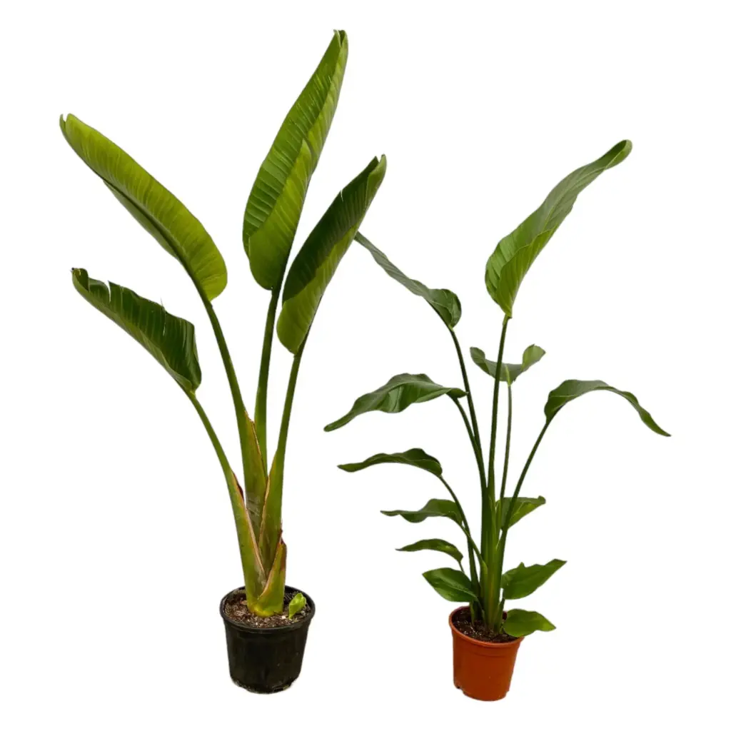 Strelitzia Nicolai en Augusta kamerplanten duo