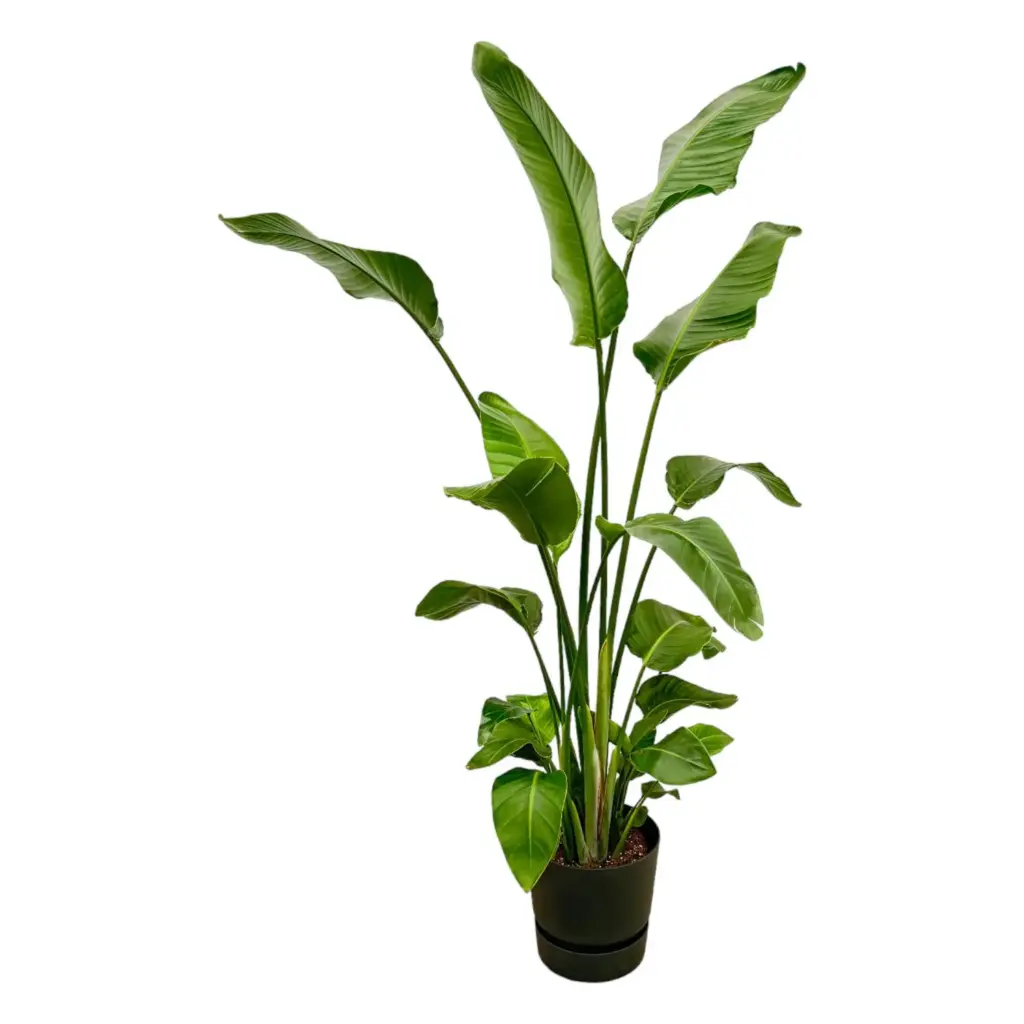 Strelitzia Nicolai met elho Greenville Round zwart