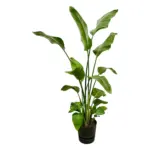 Strelitzia Nicolai met elho Greenville Round zwart