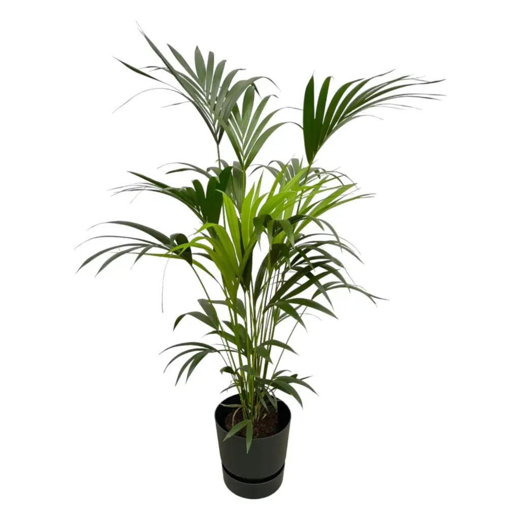 Kentia palm met elho Greenville Round sierpot zwart
