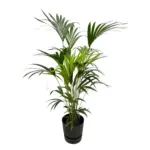 Kentia palm met elho Greenville Round sierpot zwart