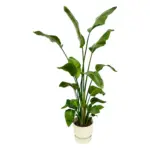 Strelitzia Nicolai met elho Greenville Round wit