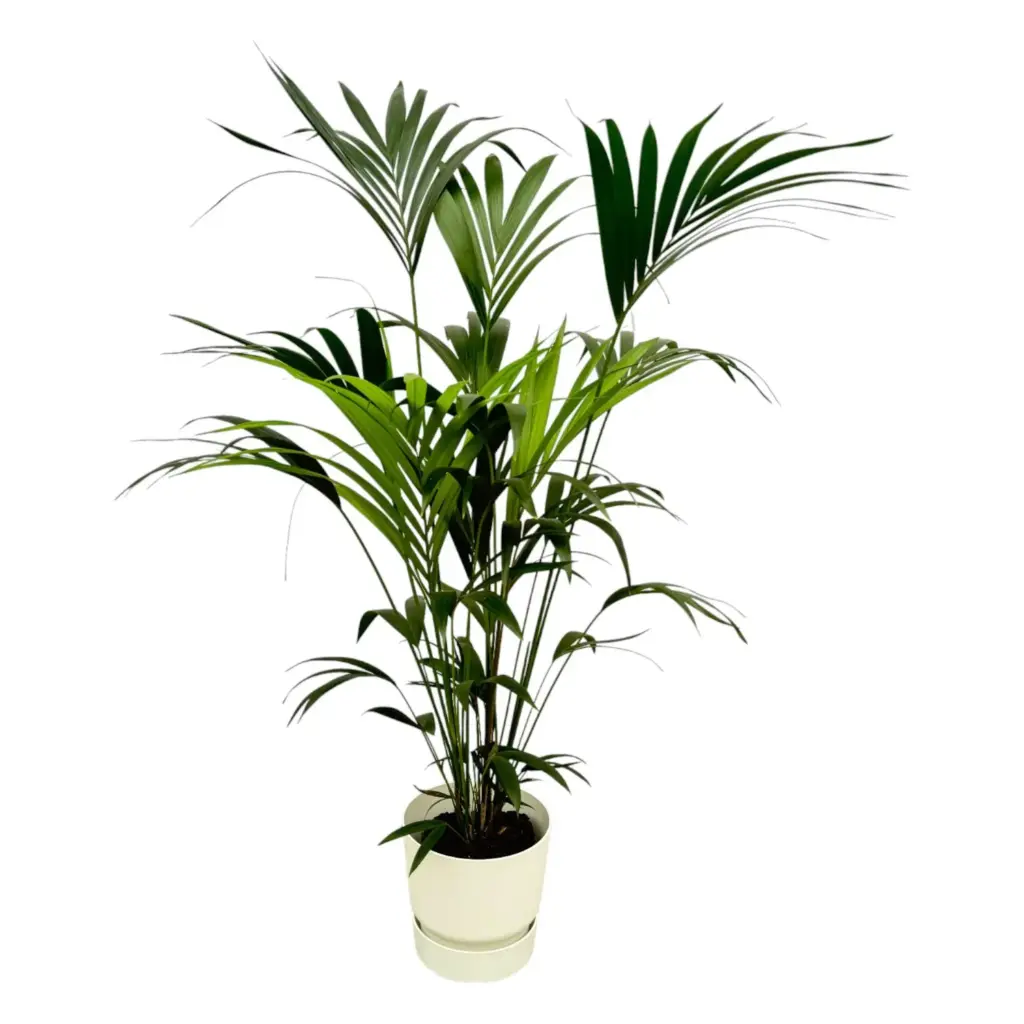 Kentia palm met elho Greenville Round sierpot wit