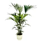 Kentia palm met elho Greenville Round sierpot wit